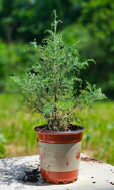 small cedar tree in a pot